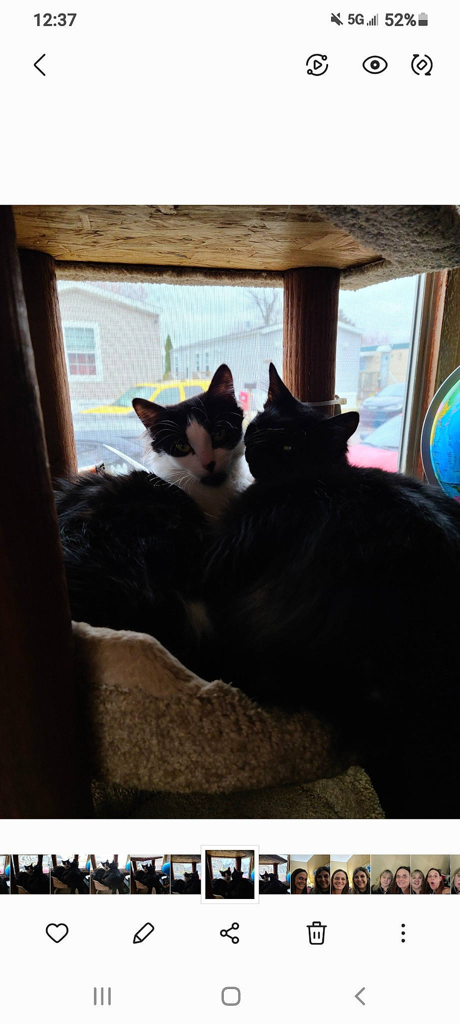 Stormy And Sky is registered to the contest to win money with this photo: black_cat, carnivore, cat, comfort, domestic_short_haired_cat, door, felidae, fur, photo_caption, plant, rectangle, sitting, small_to_medium_sized_cats, tail, tints_and_shades, tree, whiskers, window, wood