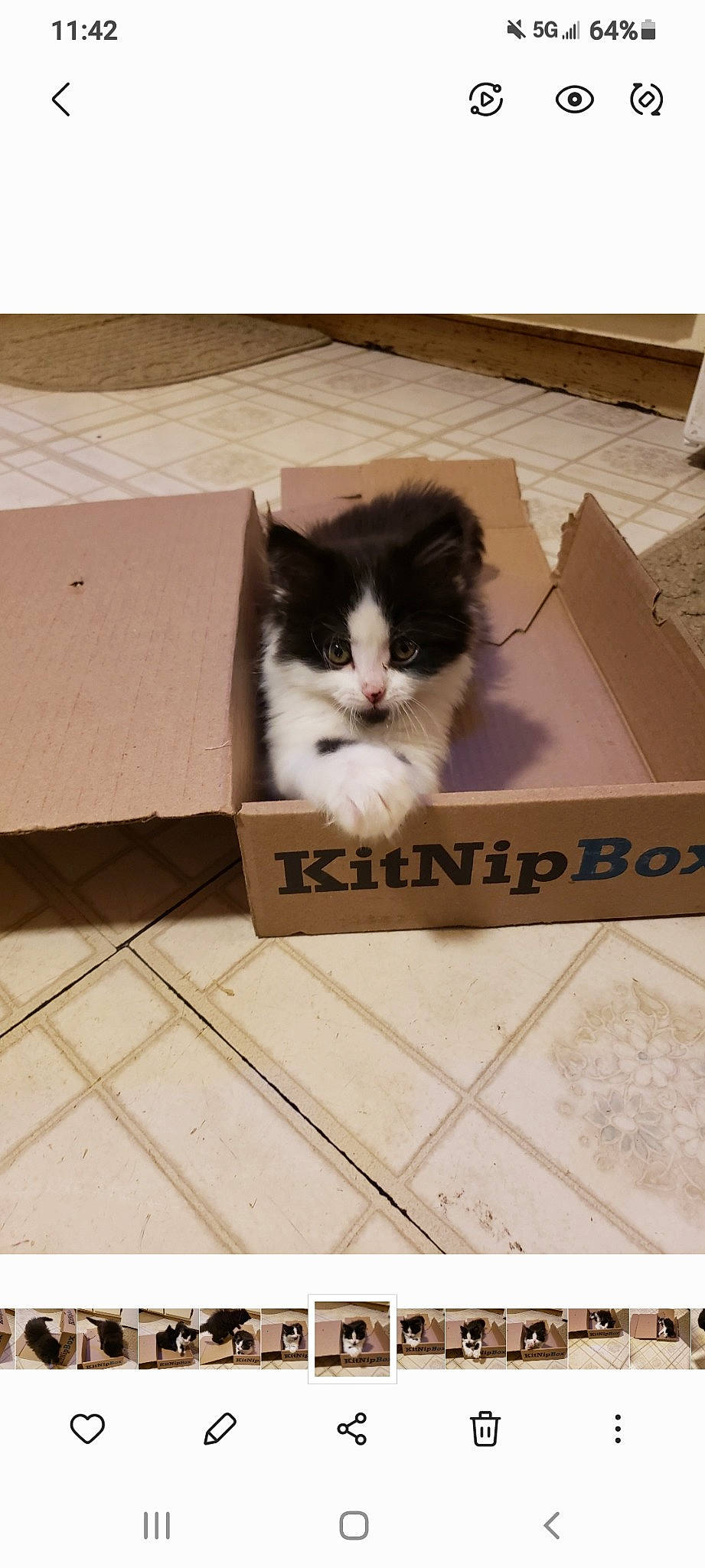 Stormy And Sky joined the competition — help win amazing prizes! beige, box, cardboard, carnivore, carton, cat, felidae, flooring, font, fur, hardwood, packaging_and_labeling, packing_materials, paper_product, pet_supply, rectangle, shipping_box, small_to_medium_sized_cats, whiskers, wood