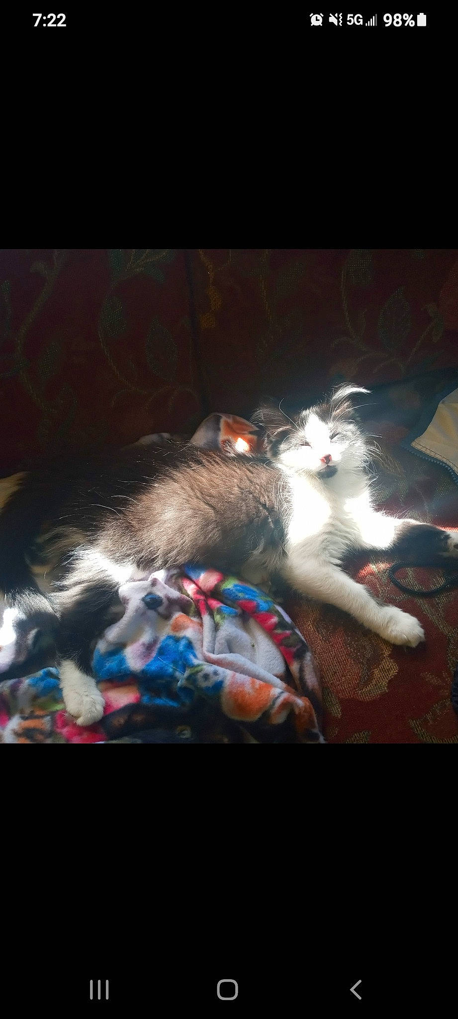 Stormy And Sky joined the competition — help win amazing prizes! automotive_lighting, canidae, carnivore, cat, claw, comfort, darkness, domestic_short_haired_cat, felidae, foot, fur, lap, paw, photo_caption, room, sky, small_to_medium_sized_cats, still_life_photography, tail, whiskers