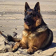 Sherkan a rejoint le concours — aidez-le/la à gagner de superbes lots ! dog, german_shepherd, sand, beach, animal, canine, outdoor, sunlight, fur, pet, nature, resting, wood, driftwood, mammal, portrait, alert, daytime, closeup, laying