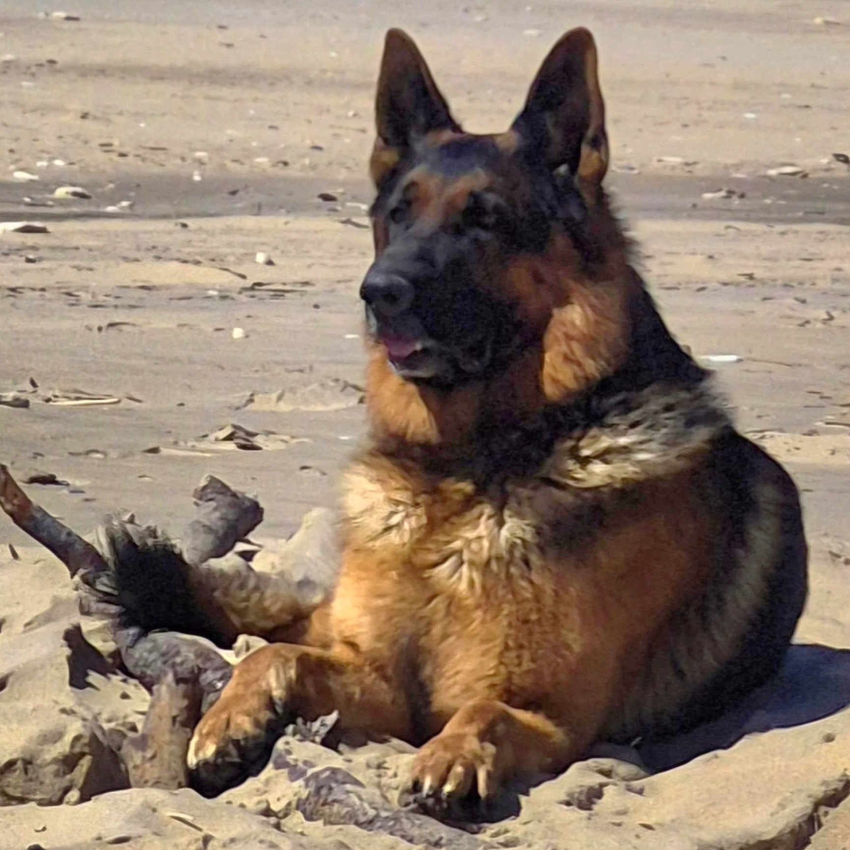 Sherkan a rejoint le concours — aidez-le/la à gagner de superbes lots ! alert, animal, beach, canine, closeup, daytime, dog, driftwood, fur, german_shepherd, laying, mammal, nature, outdoor, pet, portrait, resting, sand, sunlight, wood