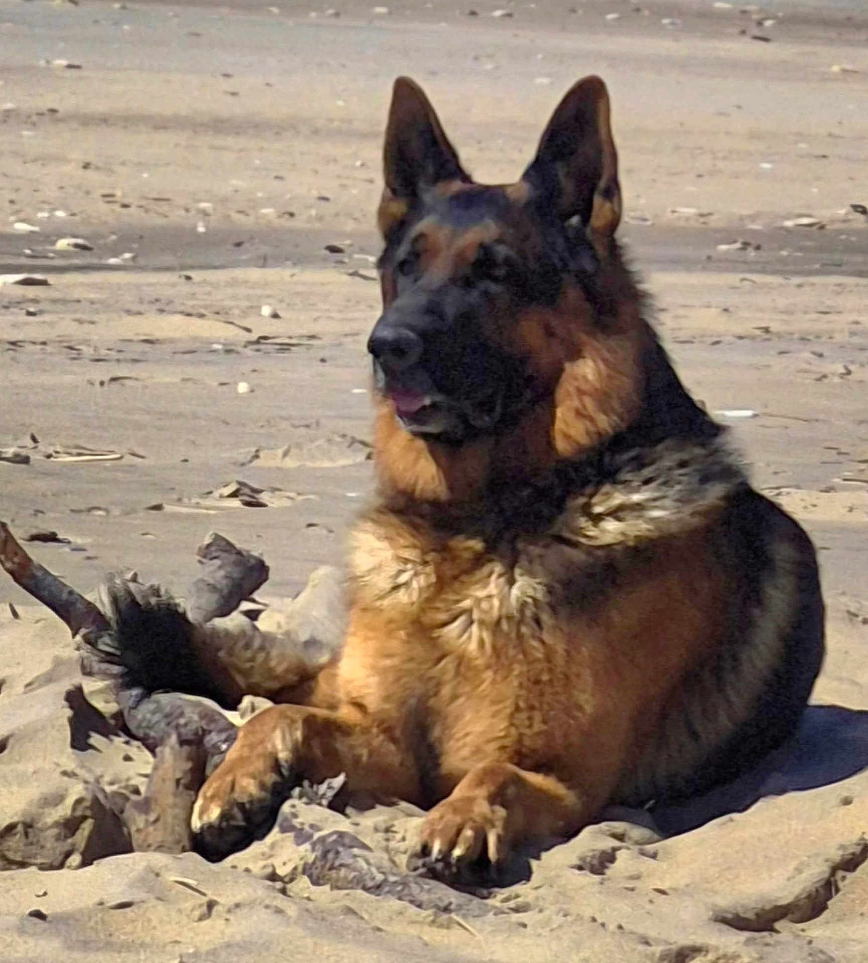 Sherkan a rejoint le concours — aidez-le/la à gagner de superbes lots ! dog, german_shepherd, sand, beach, animal, canine, outdoor, sunlight, fur, pet, nature, resting, wood, driftwood, mammal, portrait, alert, daytime, closeup, laying