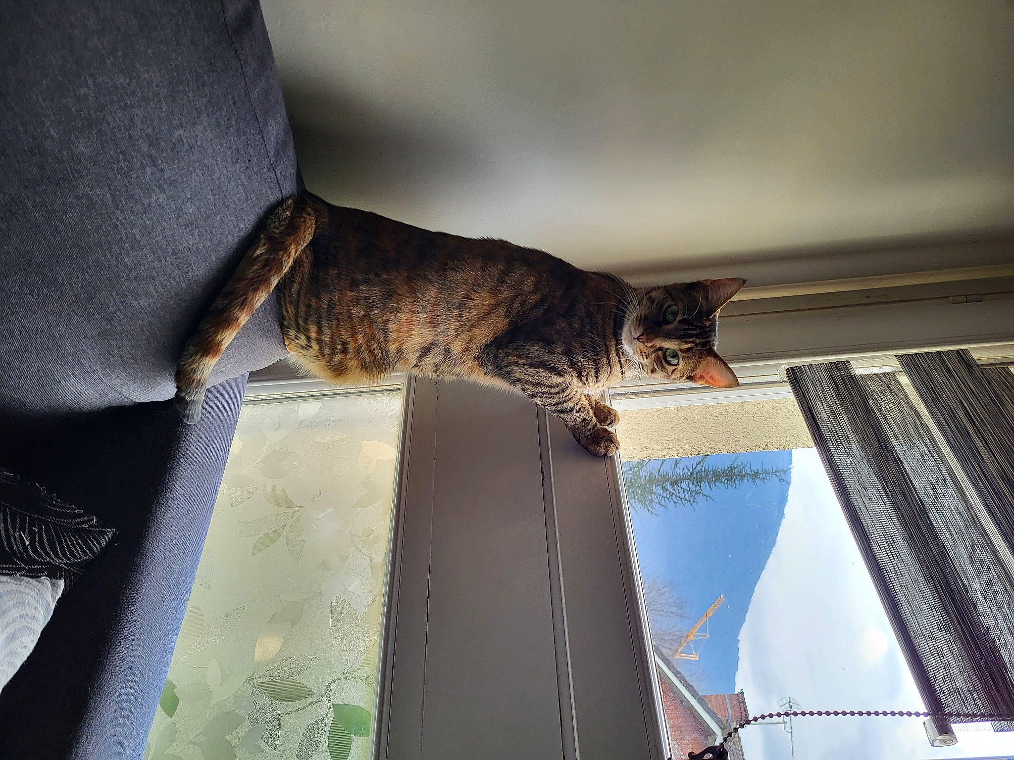 Tinka a rejoint le concours — aidez-le/la à gagner de superbes lots ! cat, ceiling, comfort, domestic_short_haired_cat, felidae, flooring, fur, human_leg, linens, pattern, room, small_to_medium_sized_cats, tail, tints_and_shades, tree, whiskers, wood