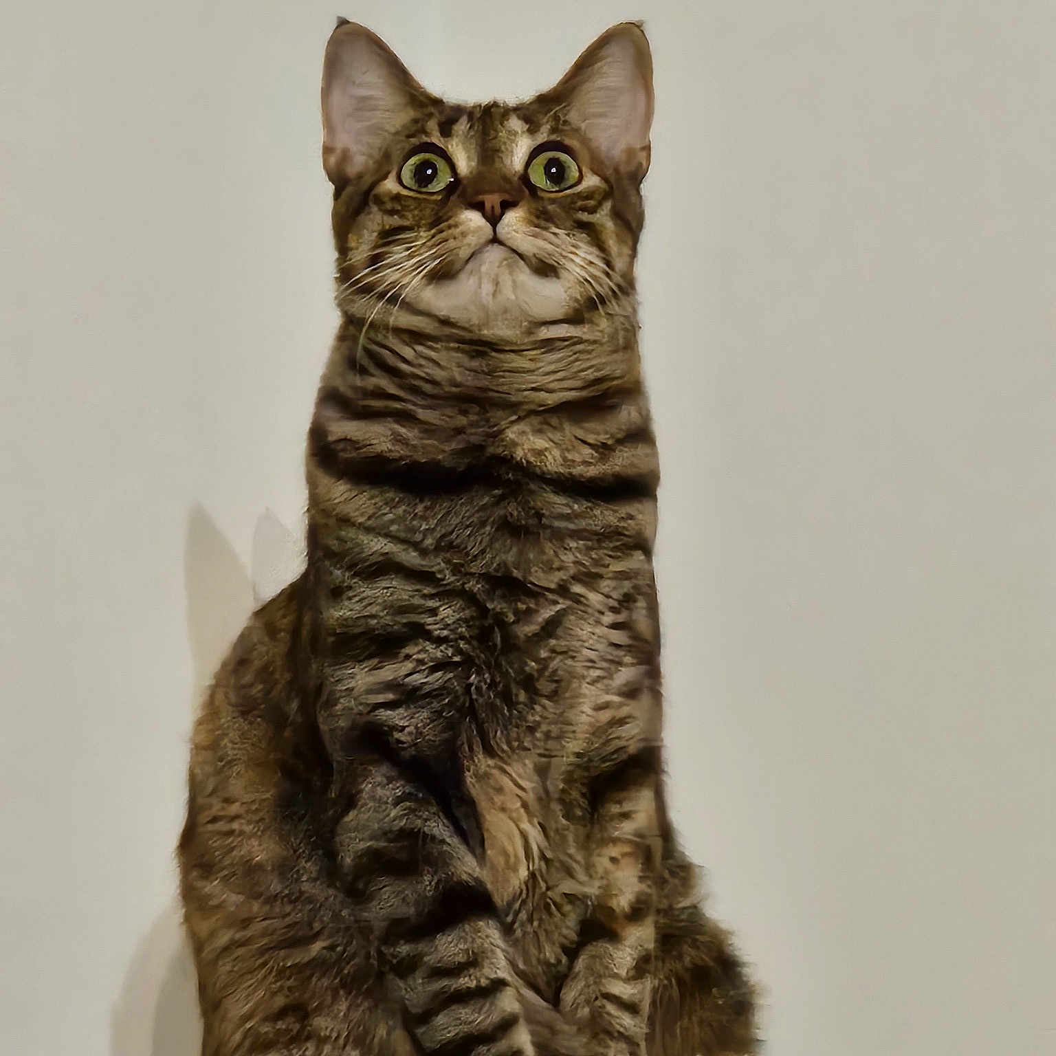 Tinka