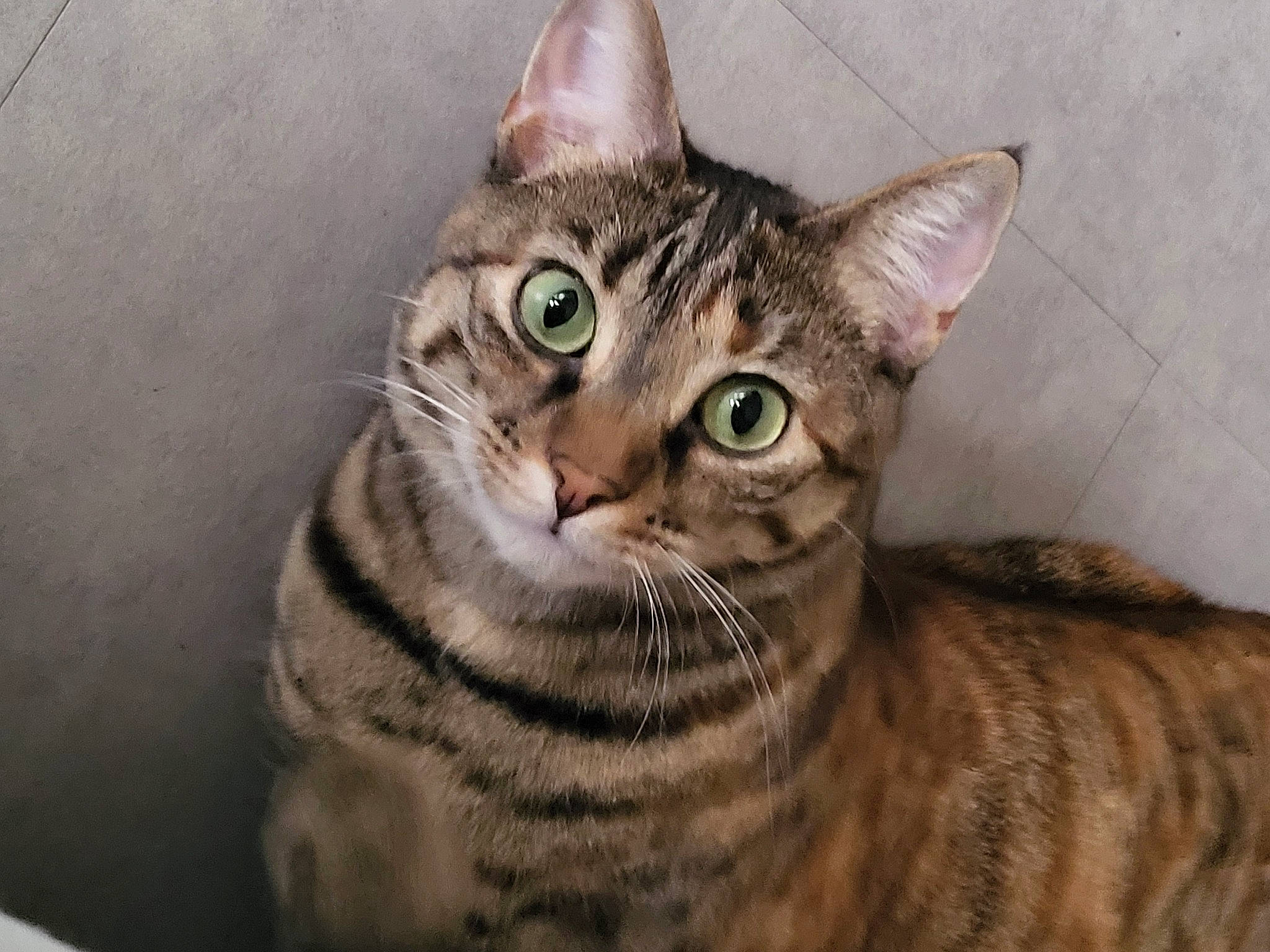 Tinka a rejoint le concours — aidez-le/la à gagner de superbes lots ! carnivore, cat, domestic_short_haired_cat, felidae, fur, paint, small_to_medium_sized_cats, snout, terrestrial_animal, whiskers, wildlife