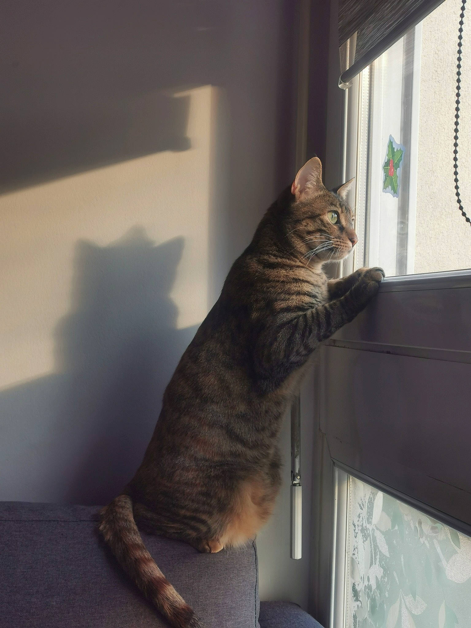 Tinka a rejoint le concours — aidez-le/la à gagner de superbes lots ! carnivore, cat, comfort, curtain, domestic_short_haired_cat, felidae, flooring, foot, fur, human_leg, paw, room, sitting, small_to_medium_sized_cats, tail, whiskers, window, window_blind, window_covering, wood