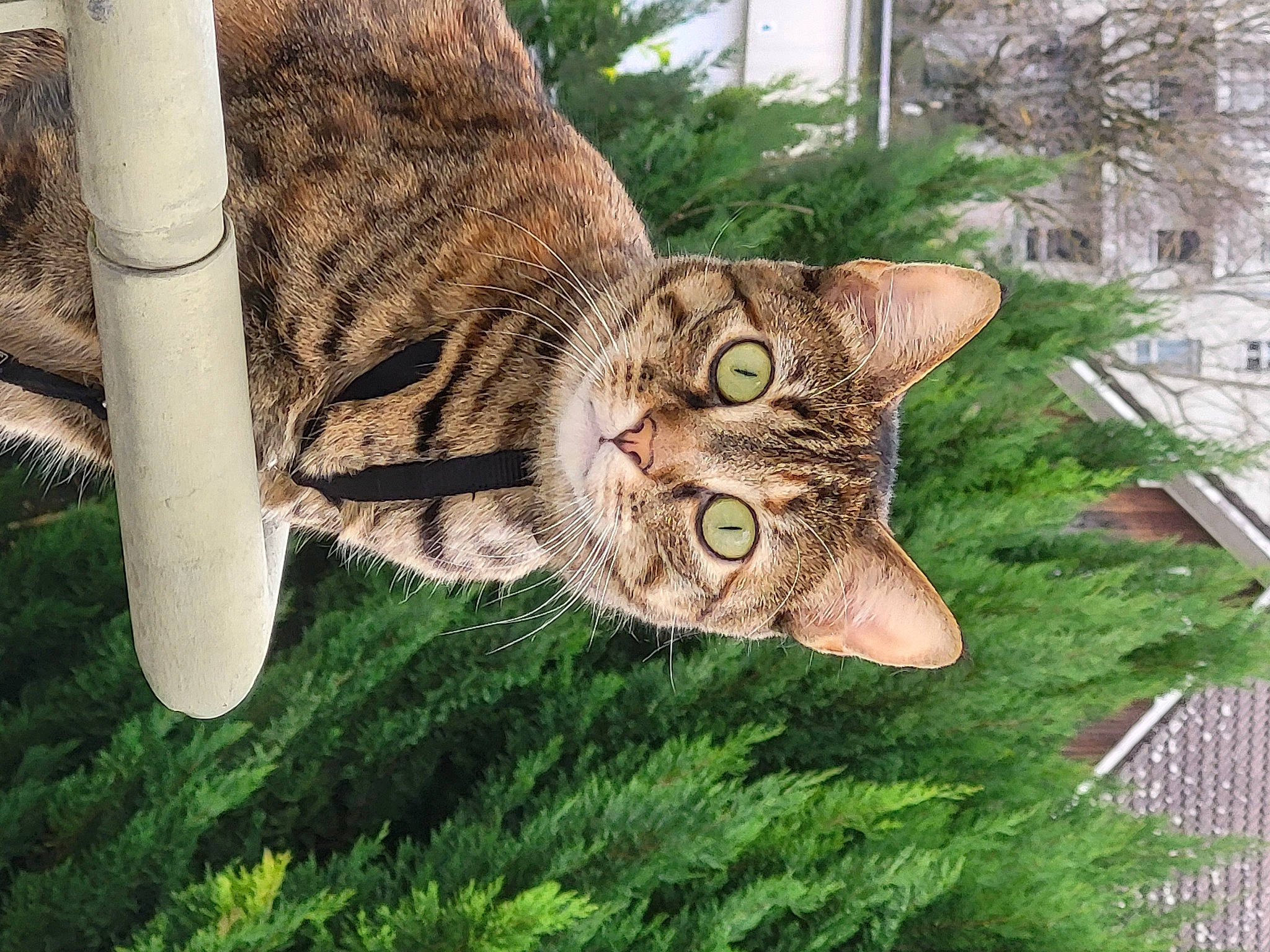 Tinka a rejoint le concours — aidez-le/la à gagner de superbes lots ! botany, carnivore, cat, conifer, domestic_short_haired_cat, evergreen, fashion_accessory, fawn, felidae, fur, grass, plant, small_to_medium_sized_cats, snout, tail, terrestrial_animal, tree, trunk, whiskers, wood