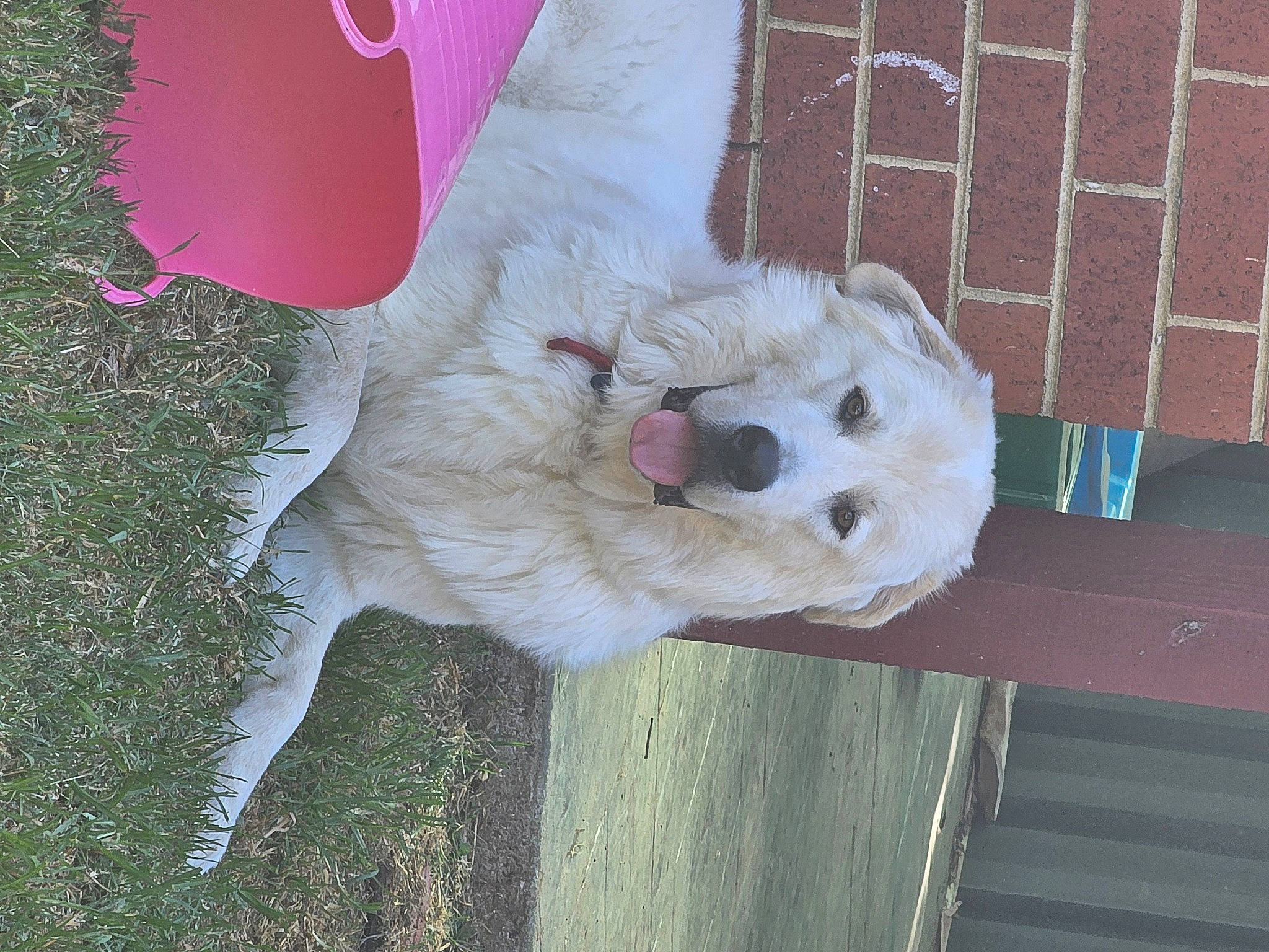 Asta is registered to the contest to win money with this photo: ball, canidae, carnivore, companion_dog, dog, dog_breed, dog_supply, fawn, felidae, football, fur, grass, japanese_spitz, snout, sporting_group, stuffed_toy, tail, toy, wood, working_animal