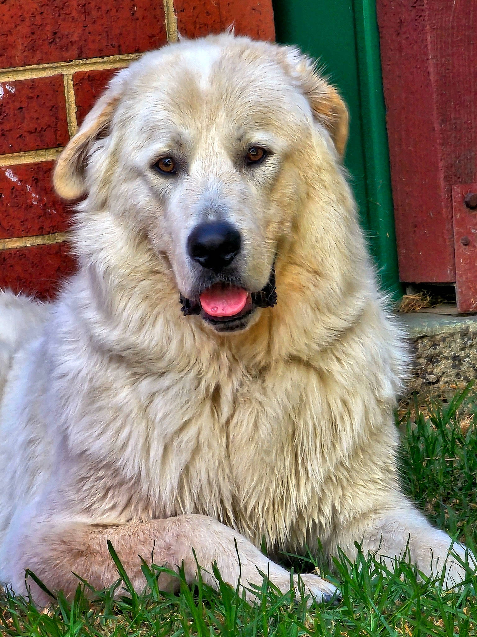 Asta is registered to the contest to win money with this photo: brick, brickwork, carnivore, companion_dog, dog, dog_breed, door, fang, fur, grass, mortar, snout, sporting_group, terrestrial_animal, whiskers, working_dog