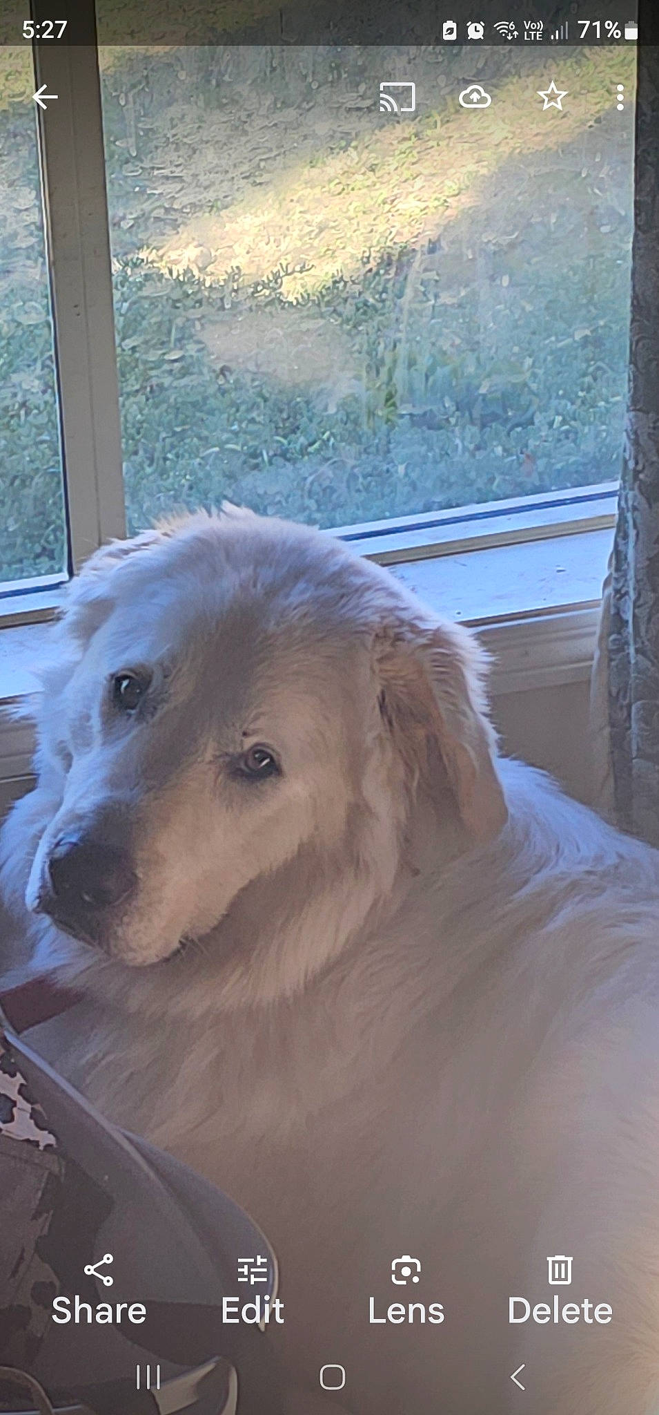 Asta is registered to the contest to win money with this photo: canidae, carnivore, companion_dog, dog, dog_breed, fur, kuvasz, livestock_guardian_dog, maremma_sheepdog, slovak_cuvac, snout, sporting_group, terrestrial_animal, working_animal, working_dog