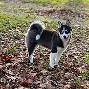 Maya a rejoint le concours — aidez-le/la à gagner de superbes lots ! husky, dog, puppy, blue_eyes, tongue_out, fur, pointed_ears, curled_tail, standing, outdoor, fallen_leaves, grass, autumn, park, pet, portrait, shallow_depth_of_field, cute, looking_at_camera, sunlight