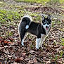 husky, dog, puppy, blue_eyes, tongue_out, fur, pointed_ears, curled_tail, standing, outdoor, fallen_leaves, grass, autumn, park, pet, portrait, shallow_depth_of_field, cute, looking_at_camera, sunlight