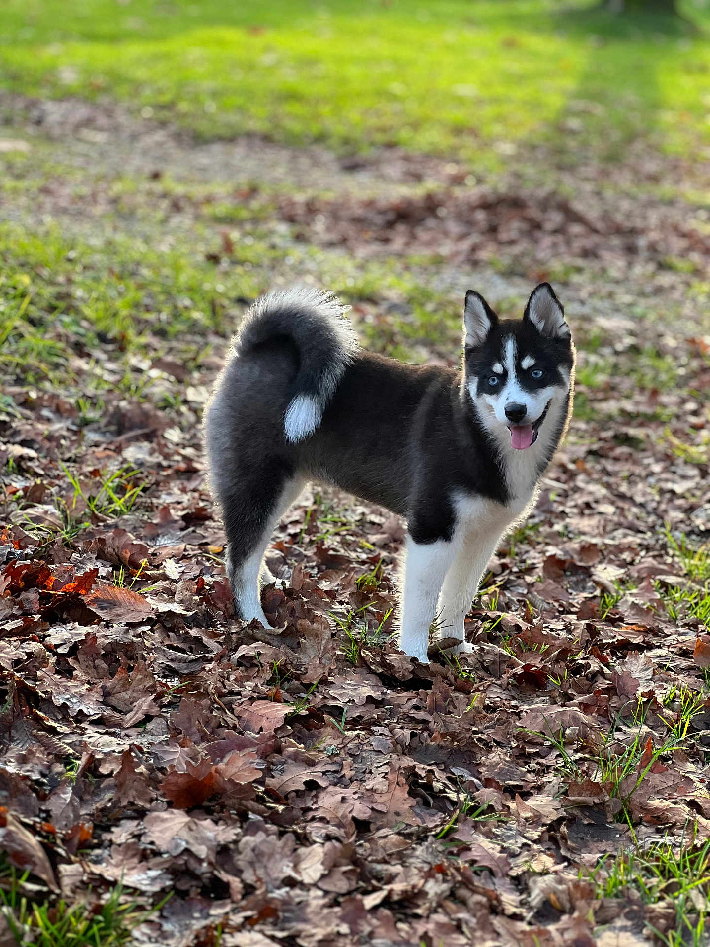 Maya a rejoint le concours — aidez-le/la à gagner de superbes lots ! husky, dog, puppy, blue_eyes, tongue_out, fur, pointed_ears, curled_tail, standing, outdoor, fallen_leaves, grass, autumn, park, pet, portrait, shallow_depth_of_field, cute, looking_at_camera, sunlight