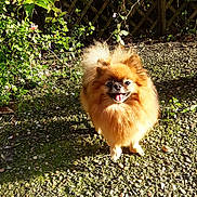 Reinette participe au concours pour gagner de l'argent avec cette photo : dog, pomeranian, small_dog, fluffy, happy, tongue_out, outdoor, sunlight, gravel, greenery, plants, garden, pet, canine, animal, smiling, fence, nature, daylight, cute