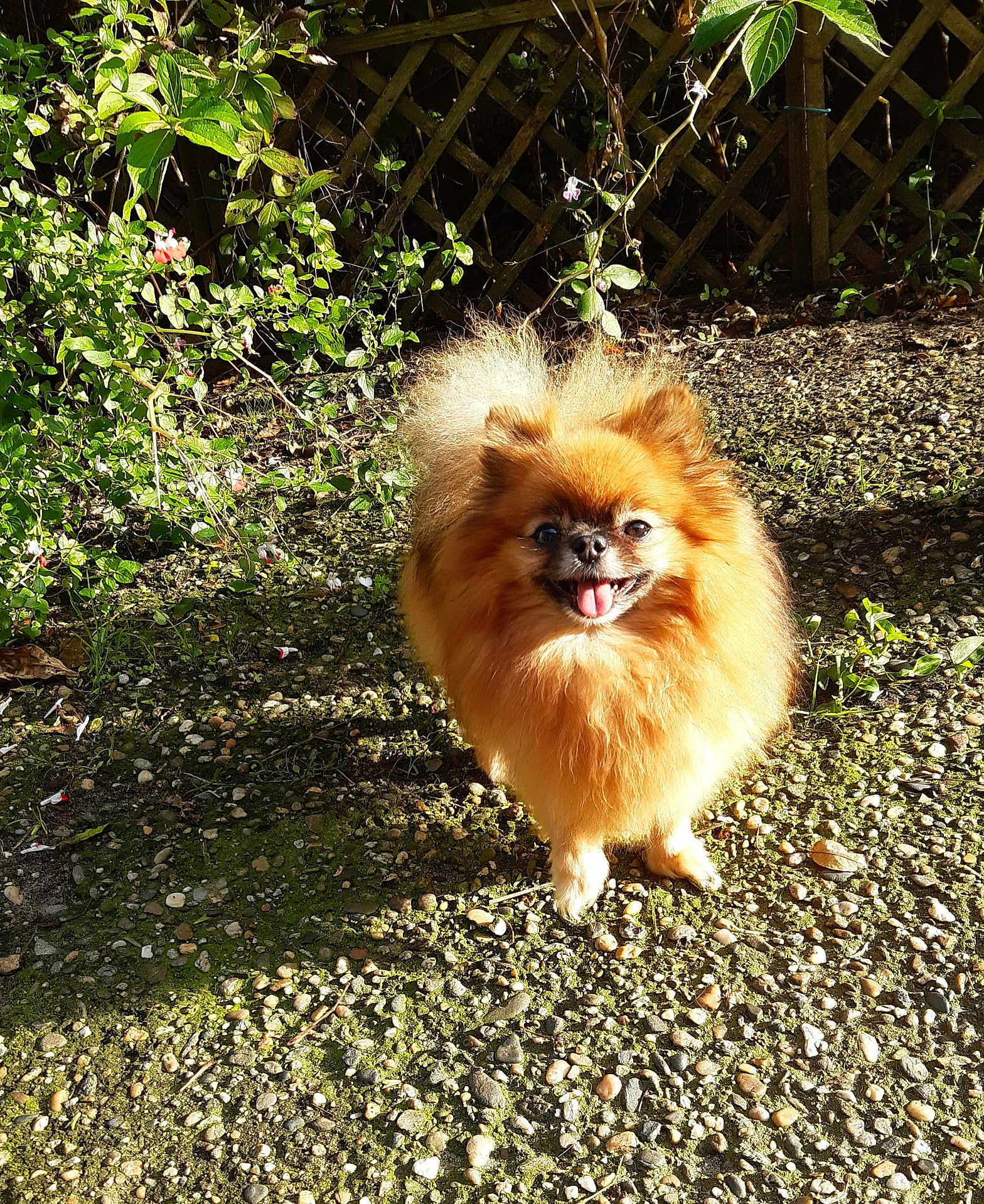 Reinette participe au concours pour gagner de l'argent avec cette photo : dog, pomeranian, small_dog, fluffy, happy, tongue_out, outdoor, sunlight, gravel, greenery, plants, garden, pet, canine, animal, smiling, fence, nature, daylight, cute