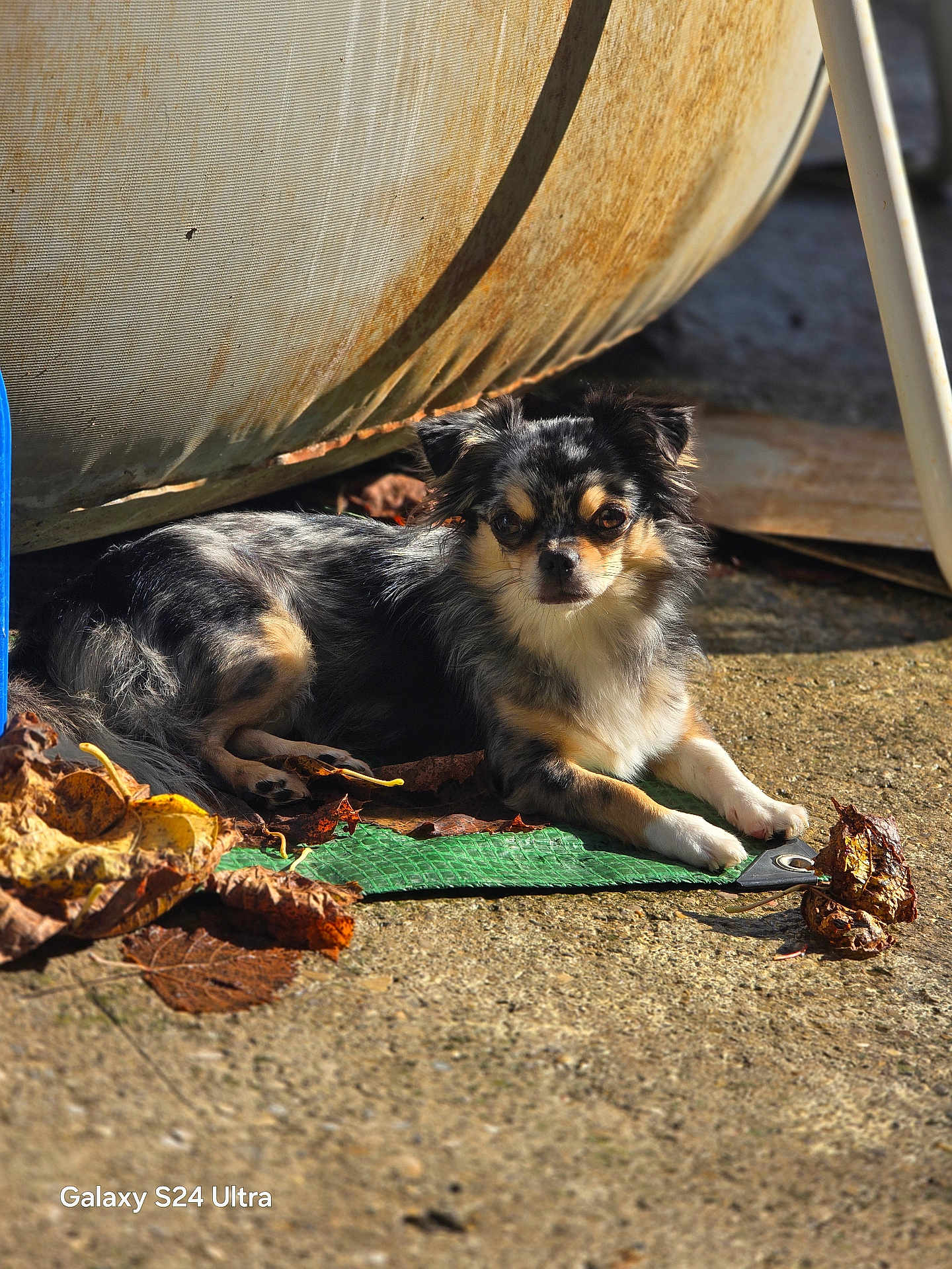 Violette a rejoint le concours — aidez-le/la à gagner de superbes lots ! dog, small_dog, chihuahua, outdoor, sunlight, autumn_leaves, green_mat, resting, pet, animal, fur, cute, relaxed, shadow, concrete_floor, weathered_container, metal_object, nature, daylight, portrait