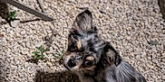 Violette participe au concours pour gagner de l'argent avec cette photo : puppy, dog, animal, pet, outdoor, gravel, small, cute, fur, black, white, brown, sitting, head_tilt, eyes, shadow, light, texture, ground, curious