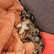 Violette a rejoint le concours — aidez-le/la à gagner de superbes lots ! puppy, dog, blanket, couch, furry, cute, snuggled, pet, small, cozy, fur, resting, indoor, animal, relaxed, spotted, paw, nose, ears, sleepy