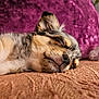 Violette participe au concours pour gagner de l'argent avec cette photo : puppy, sleeping, dog, fur, closeup, blanket, pillow, stuffed_animal, indoor, cozy, relaxation, cute, pet, animal, nose, whiskers, soft, rest, face, ears