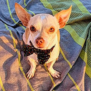 Looki participe au concours pour gagner de l'argent avec cette photo : dog, small_dog, bow_tie, polka_dot, ears, pet, animal, sitting, blanket, striped_blanket, outdoor, sunlight, golden_hour, close_up, cute, attentive, fur, face, eyes, collar