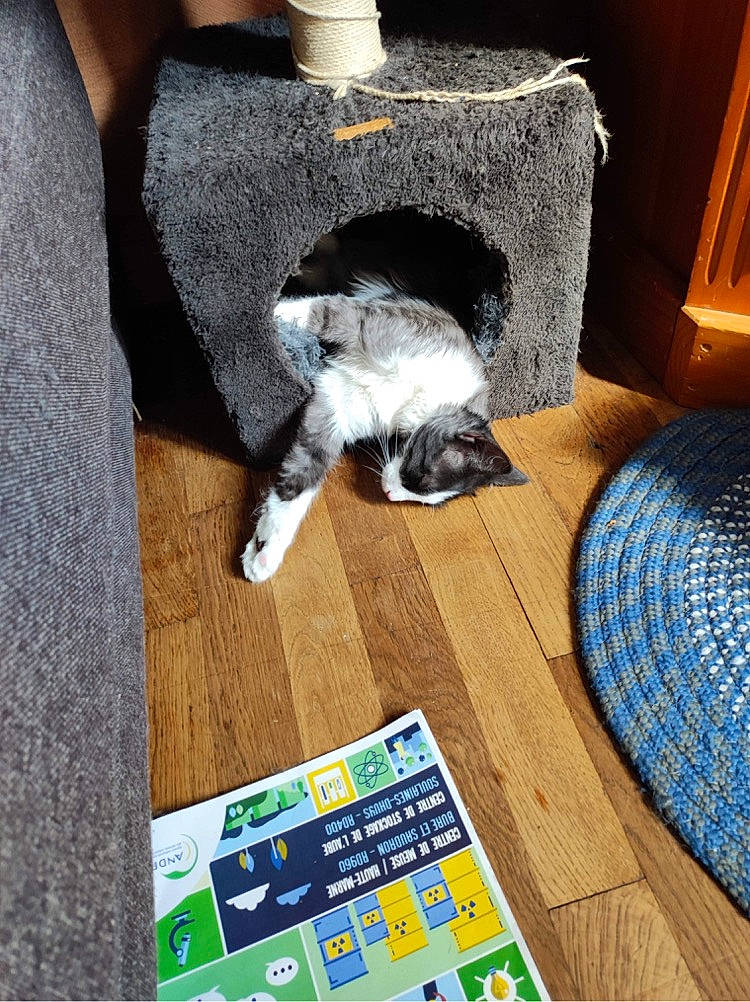 Dory a rejoint le concours — aidez-le/la à gagner de superbes lots ! blue, carnivore, cat, chair, comfort, companion_dog, couch, dog_breed, felidae, floor, flooring, grey, hardwood, mammal, product, small_to_medium_sized_cats, textile, vertebrate, whiskers, wood