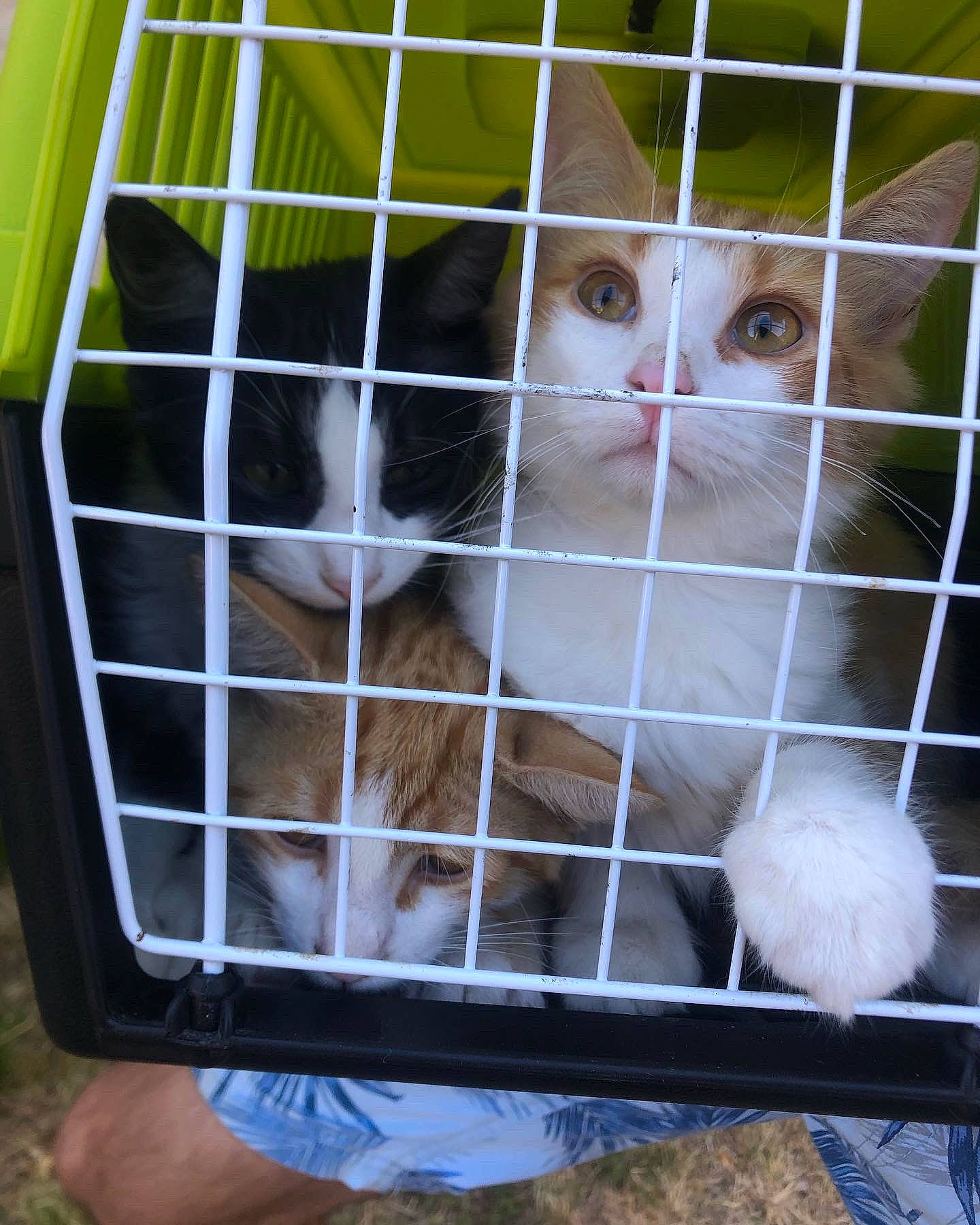 Dory a rejoint le concours — aidez-le/la à gagner de superbes lots ! animal_shelter, cage, carnivore, cat, cat_supply, fawn, felidae, iris, kennel, mammal, mesh, pet_supply, service, shelf, small_to_medium_sized_cats, snapshot, snout, tail, vertebrate, whiskers