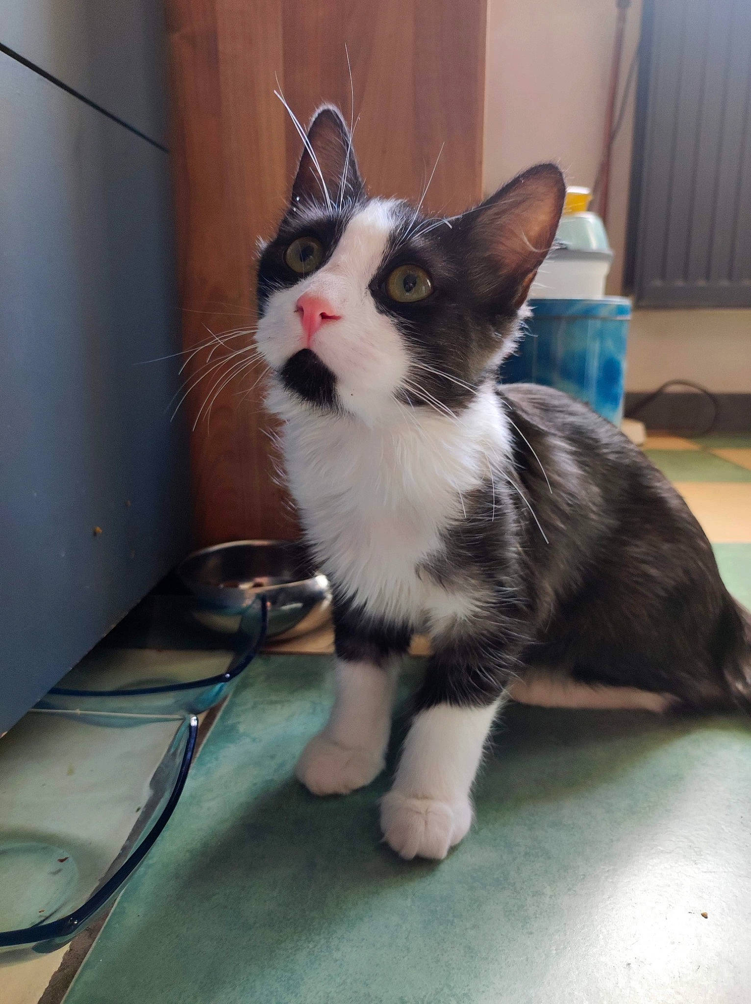Dory participe au concours pour gagner de l'argent avec cette photo : box, cardboard, carnivore, cat, claw, comfort, domestic_short_haired_cat, felidae, flooring, foot, fur, hardwood, human_leg, paw, sitting, small_to_medium_sized_cats, snout, tail, whiskers, window