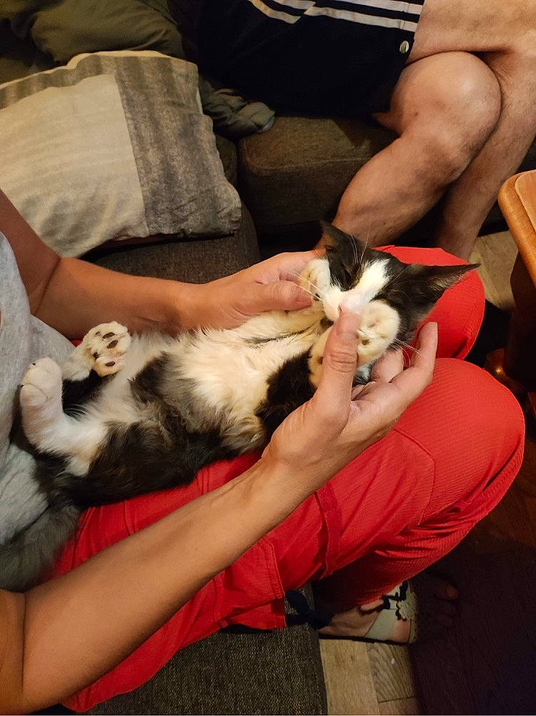 Dory a rejoint le concours — aidez-le/la à gagner de superbes lots ! canidae, carnivore, cat, child, comfort, companion_dog, dog_breed, felidae, fur, human_leg, lap, nail, small_to_medium_sized_cats, vertebrate, whiskers, wrist