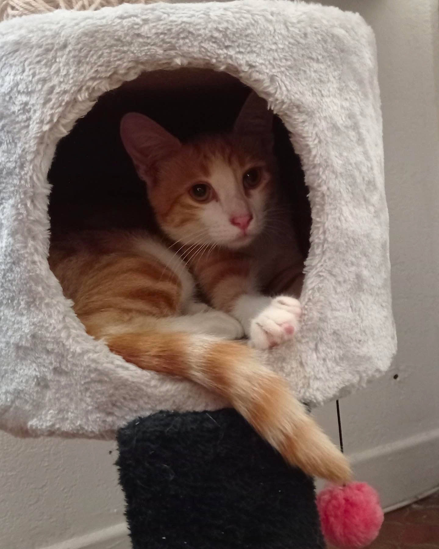 Marin participe au concours pour gagner de l'argent avec cette photo : carnivore, cat, cat_bed, cat_furniture, cat_supply, comfort, domestic_short_haired_cat, eye, fawn, felidae, fur, head, paw, pet_supply, small_to_medium_sized_cats, snout, tail, whiskers, window, wood