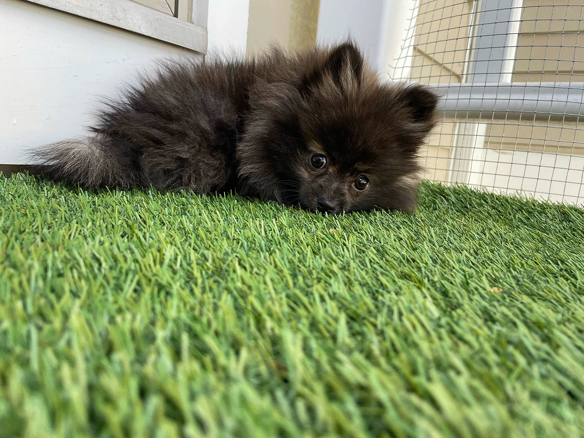 Aiko is registered to the contest to win money with this photo: carnivore, companion_dog, dog, dog_breed, fawn, felidae, flooring, fur, grass, groundcover, liver, mesh, snout, sporting_group, tail, terrestrial_animal, toy_dog, whiskers, window, working_animal