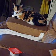 Bubbles joined the competition — help win amazing prizes! cat, calico_cat, leather_chair, armrest, blanket, indoor, furniture, relaxing, resting, closed_eyes, table, condiment_container, background_clothing, hanging_clothes, brown, white, soft_light, cozy, pet, domestic