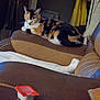 cat, calico_cat, leather_chair, armrest, blanket, indoor, furniture, relaxing, resting, closed_eyes, table, condiment_container, background_clothing, hanging_clothes, brown, white, soft_light, cozy, pet, domestic