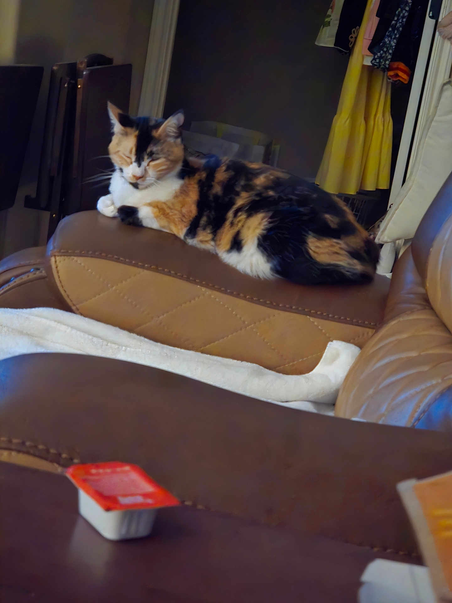 Bubbles joined the competition — help win amazing prizes! cat, calico_cat, leather_chair, armrest, blanket, indoor, furniture, relaxing, resting, closed_eyes, table, condiment_container, background_clothing, hanging_clothes, brown, white, soft_light, cozy, pet, domestic