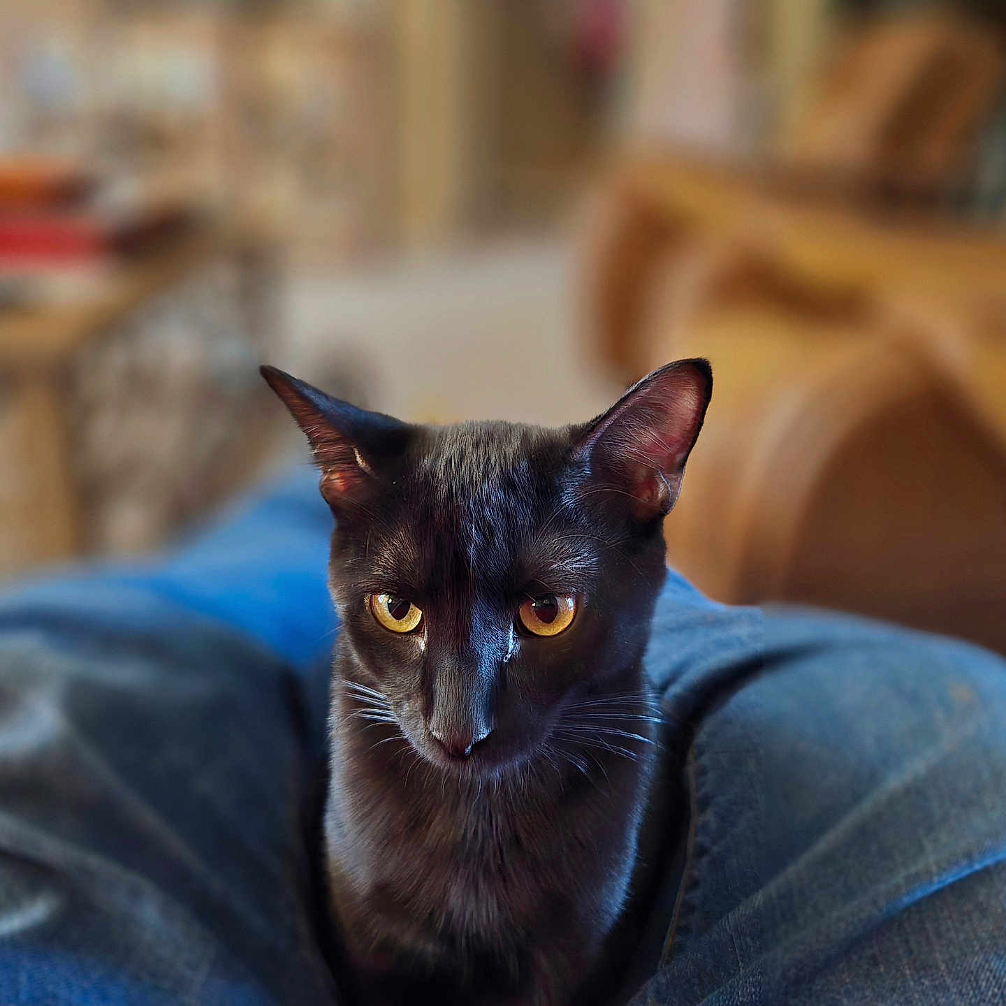 Brooke is registered to the contest to win money with this photo: black_cat, blur_background, cat, close_up, cozy, curious, domestic_cat, ears, feline, furniture, indoor, jeans, lap, living_room, pet, portrait, sitting, sofa, whiskers, yellow_eyes