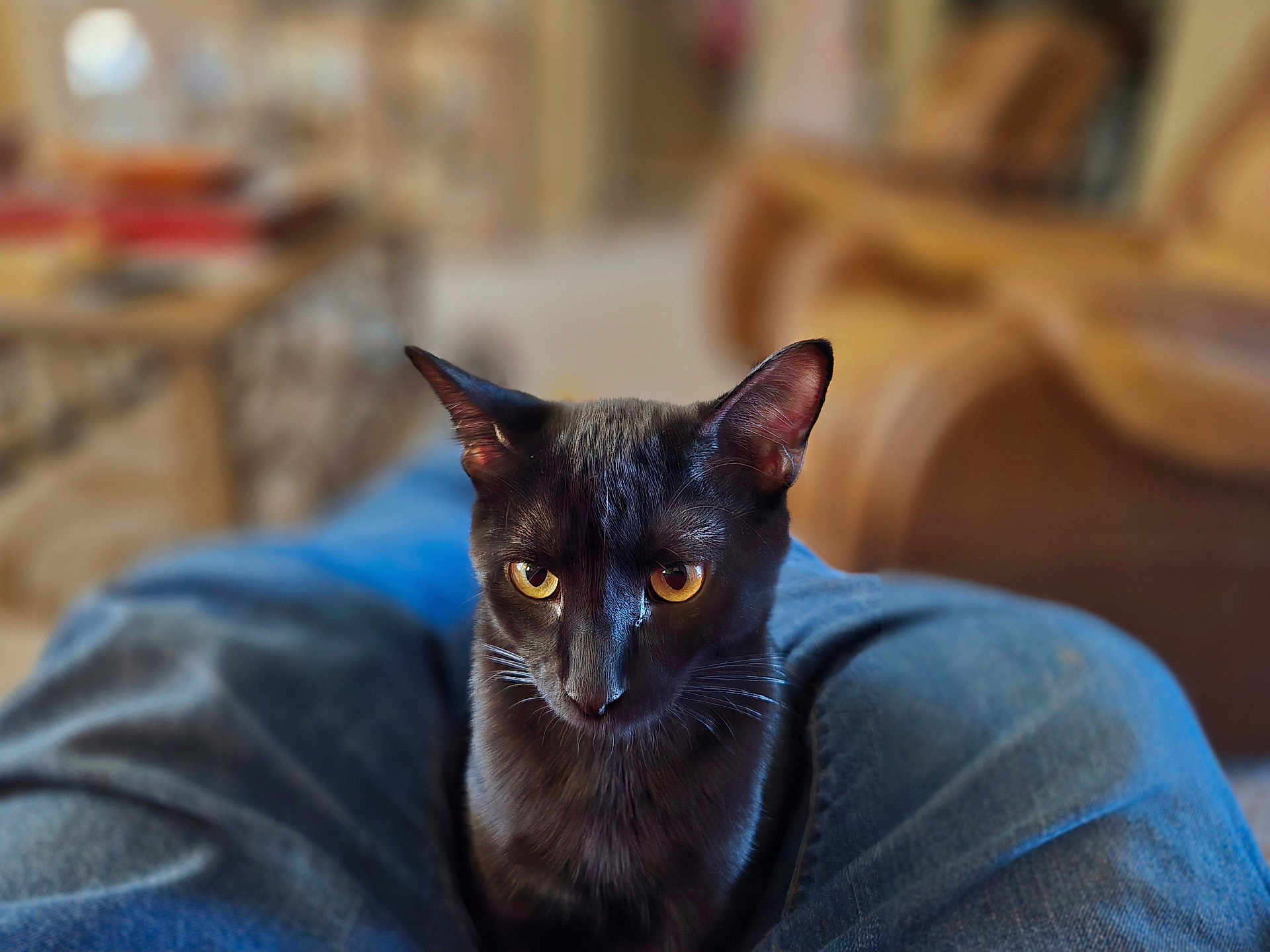 Brooke is registered to the contest to win money with this photo: black_cat, cat, pet, lap, jeans, yellow_eyes, whiskers, ears, feline, portrait, close_up, indoor, living_room, blur_background, sofa, furniture, cozy, domestic_cat, sitting, curious