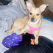 Bluey joined the competition — help win amazing prizes! dog, toy, purple_pig, pink_harness, bed, blanket, pillow, orange_bone_treat, indoor, pet, animal, cute, small_dog, lying_down, looking_at_camera, ears_up, cozy, resting, domestic, furniture