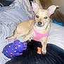 dog, toy, purple_pig, pink_harness, bed, blanket, pillow, orange_bone_treat, indoor, pet, animal, cute, small_dog, lying_down, looking_at_camera, ears_up, cozy, resting, domestic, furniture