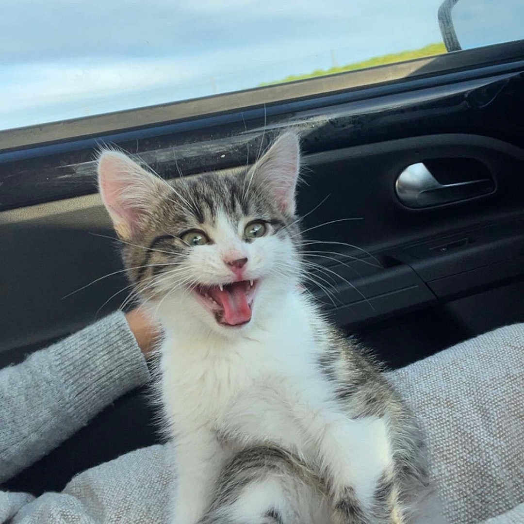 Roméo a rejoint le concours — aidez-le/la à gagner de superbes lots ! animal, blanket, car, cat, cozy, cute, fur, gray, indoor, kitten, paw, pet, playful, sitting, sky, tabby, whiskers, white, window, young