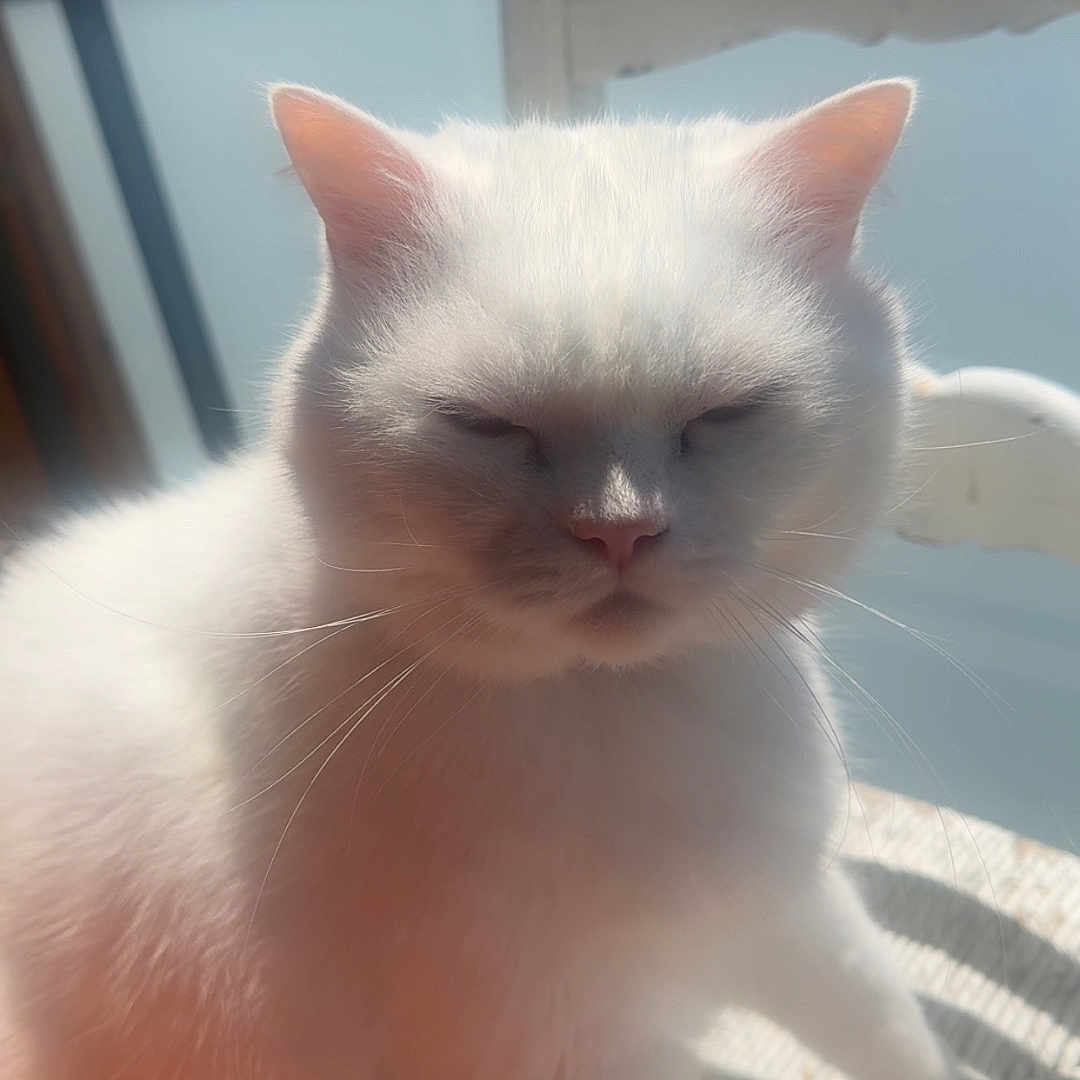 Tom participe au concours pour gagner de l'argent avec cette photo : cat, white_cat, indoor, sunlight, chair, furniture, pet, animal, fur, relaxed, closed_eyes, whiskers, cute, cozy, domestic_cat, sitting, shadow, bright, calm, household