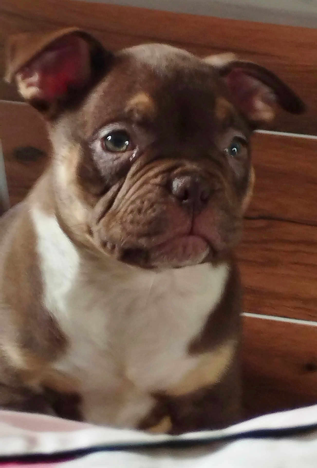 Naya participe au concours pour gagner de l'argent avec cette photo : puppy, dog, close_up, indoor, brown, white, ears, face, fur, pet, cute, animal, young, portrait, looking, wooden_background, expression, sitting, domestic_animal, companion