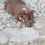 Naya a rejoint le concours — aidez-le/la à gagner de superbes lots ! puppy, dog, brown, lying_down, rocky_ground, outdoor, pet, cute, young_dog, ears, paws, looking, sleepy, ground, nature, small, animal, fur, expression, resting