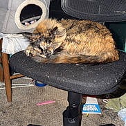 Stormie Baby joined the competition — help win amazing prizes! animal, black, carpet, cat, cat_bed, chair, cozy, furniture, gray, home, indoor, office_chair, orange, pet, relaxing, resting, sleeping, tortoiseshell_cat, turquoise_wall, wooden_chair