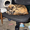 animal, black, carpet, cat, cat_bed, chair, cozy, furniture, gray, home, indoor, office_chair, orange, pet, relaxing, resting, sleeping, tortoiseshell_cat, turquoise_wall, wooden_chair