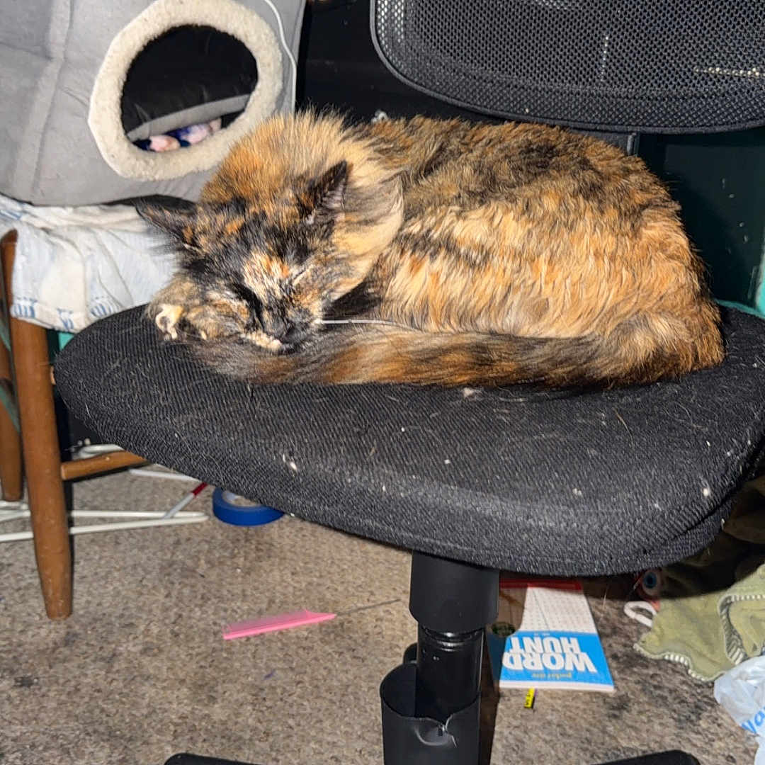 Stormie Baby joined the competition — help win amazing prizes! animal, black, carpet, cat, cat_bed, chair, cozy, furniture, gray, home, indoor, office_chair, orange, pet, relaxing, resting, sleeping, tortoiseshell_cat, turquoise_wall, wooden_chair