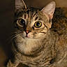 Micha joined the competition — help win amazing prizes! cat, tabby, pet, animal, fur, whiskers, ears, eyes, closeup, portrait, indoor, curious, looking_up, mammal, feline, striped, soft_light, domestic_cat, cute, young_cat