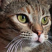 Micha joined the competition — help win amazing prizes! alert, animal, cat, close_up, cute, domestic_cat, ears, face, feline, fur, green_eyes, indoor, looking, mammal, mouth, nose, pet, portrait, tabby_cat, whiskers