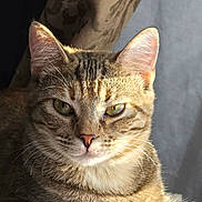 Micha is registered to the contest to win money with this photo: cat, tabby, pet, animal, fur, whiskers, ears, eyes, portrait, sunlight, indoor, resting, closeup, feline, cute, cozy, relaxed, bedspread, curtain, domestic