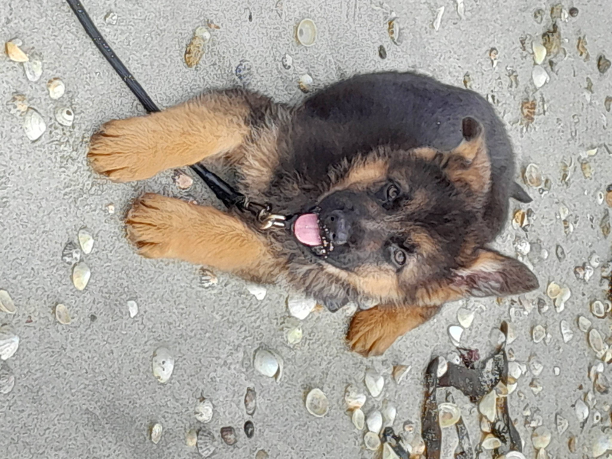 Balto participe au concours pour gagner de l'argent avec cette photo : canidae, carnivore, claw, dog, dog_breed, estrela_mountain_dog, fawn, foot, fur, old_german_shepherd_dog, paw, road_surface, snout, street_dog, tar, terrestrial_animal, working_animal, working_dog