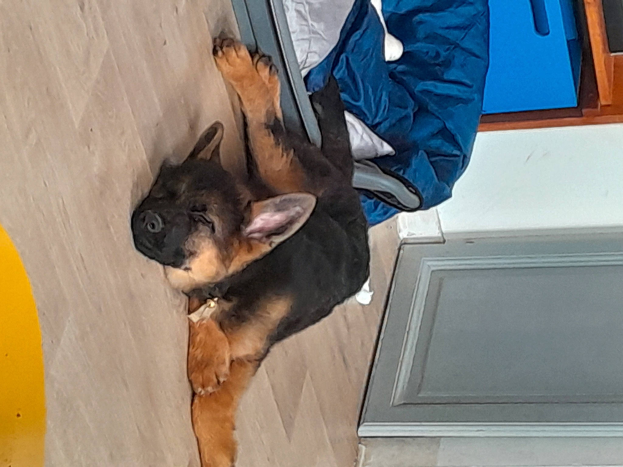 Balto participe au concours pour gagner de l'argent avec cette photo : canidae, carnivore, companion_dog, denim, dog, dog_breed, ear, fawn, fur, gesture, guard_dog, non_sporting_group, sporting_group, street_dog, tail, toy_dog, whiskers, window, working_animal, working_dog