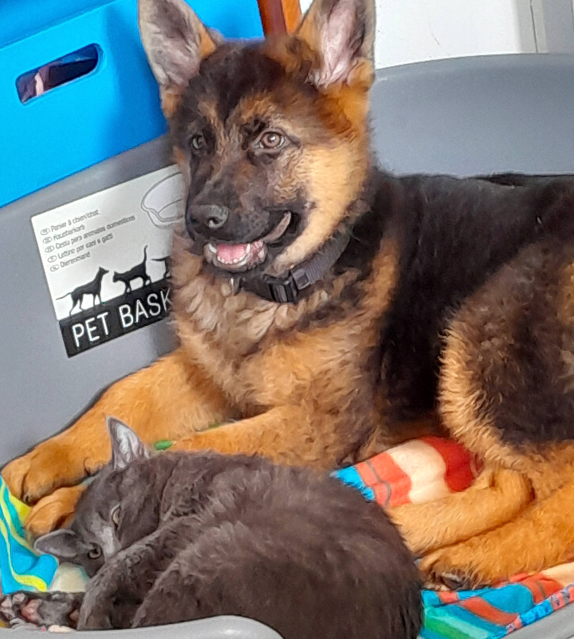 Balto participe au concours pour gagner de l'argent avec cette photo : carnivore, cat, comfort, companion_dog, dog, dog_breed, east_european_shepherd, foot, fur, german_shepherd_dog, herding_dog, paw, photography, sitting, snout, sporting_group, square, terrestrial_animal, whiskers, working_dog